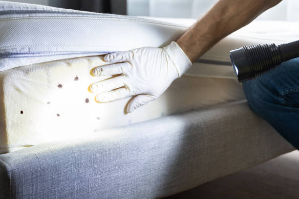 Flea Control Services in Moundville, AL
